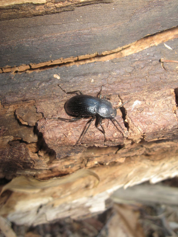 Tenebrionidae: Dendarus coarcticollis? di Bellano (LC)